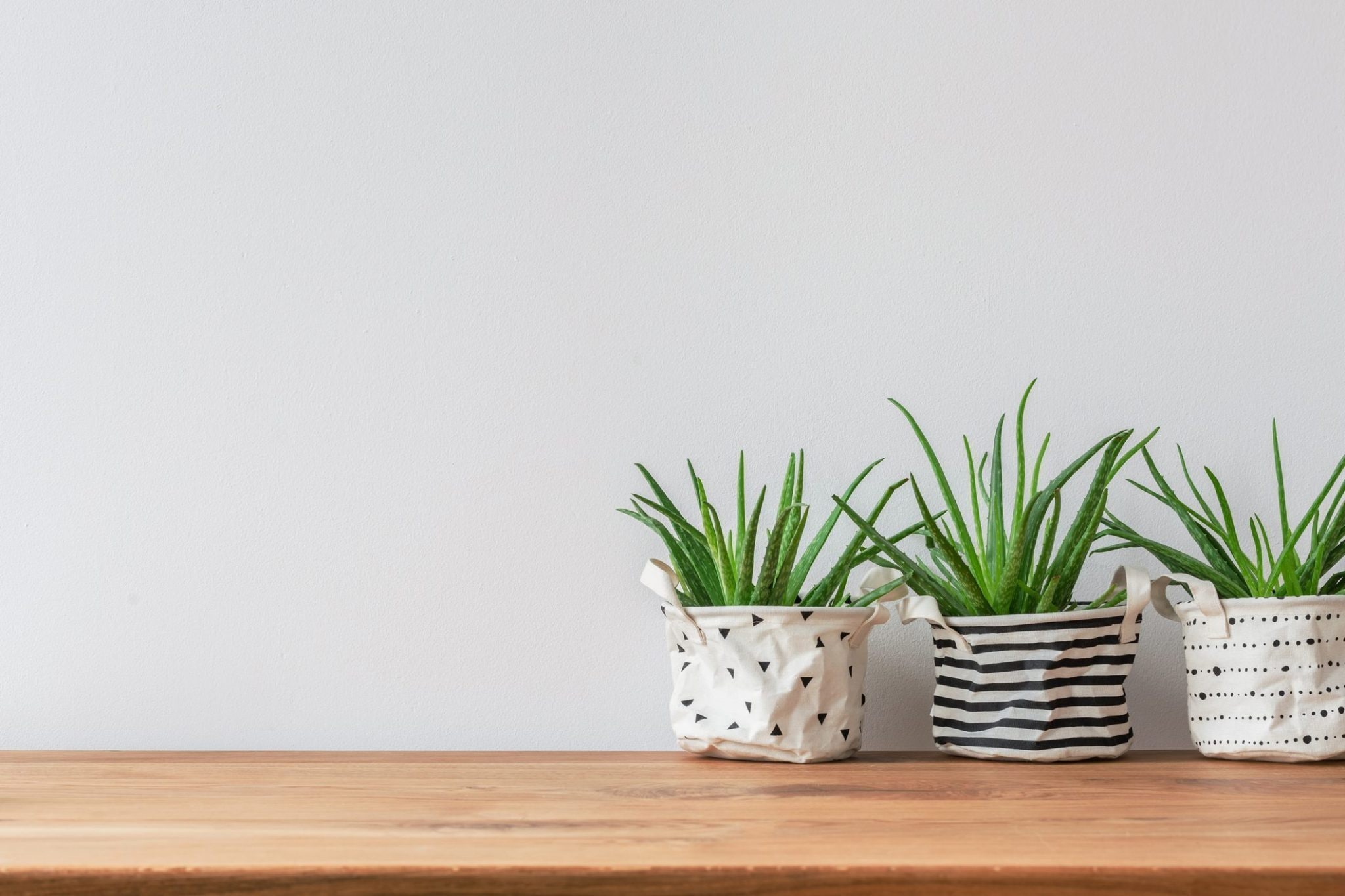 Scopri di più sull'articolo Come coltivare l’aloe vera in casa: molto sole, poca acqua