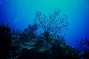 Scopri di più sull'articolo Scoperta una foresta di coralli neri nelle acque di Marettimo: un’ottima notizia per la biodiversità