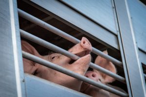 Scopri di più sull'articolo Senz’acqua e con temperature al di sopra dei 50°C: la nuova inchiesta di Essere Animali sul trasporto dei maiali