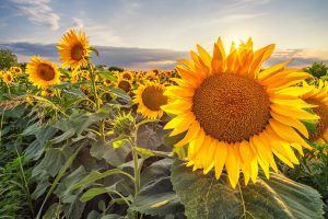 Scopri di più sull'articolo Come coltivare con successo il girasole in terra, ma anche in vaso