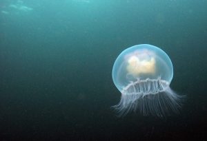 Scopri di più sull'articolo Avvistata nel Pacifico una medusa capace di cambiare forma davvero unica nel suo genere