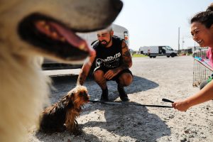 Scopri di più sull'articolo Revoca della patente a chi abbandona gli animali: la proposta di Salvini. Quali pene sono previste adesso?