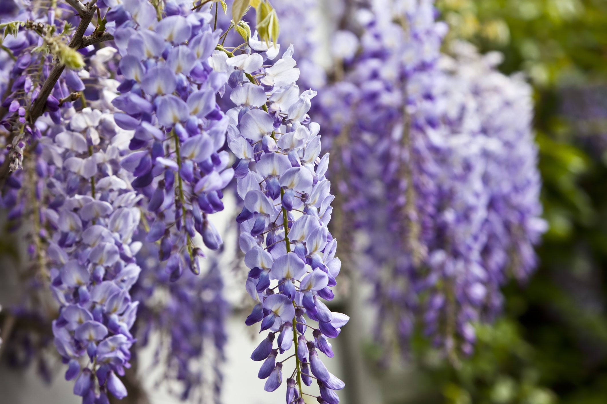 Scopri di più sull'articolo Impara a coltivare e curare il glicine e scopri il significato del fiore che sembra inchinarsi per rendere omaggio