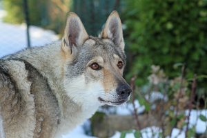 Scopri di più sull'articolo Fugatti firma un’ordinanza di abbattimento per due lupi: è il primo caso in Italia dopo decenni