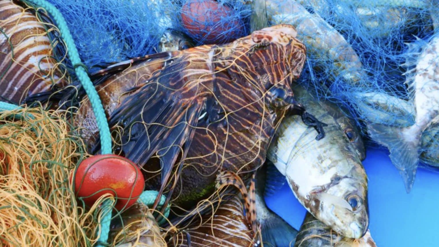Scopri di più sull'articolo In un mare sempre più caldo aumentano meduse e pesci alieni, ecco perché