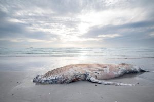 Scopri di più sull'articolo Trovato un tesoro di mezzo milione di euro nella pancia di una balena morta alle Canarie