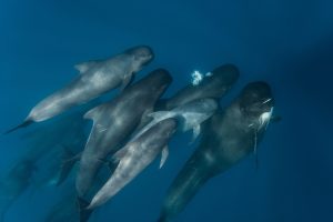 Scopri di più sull'articolo Oltre 50 balene pilota morte in uno spiaggiamento di massa sull’Isola di Lewis