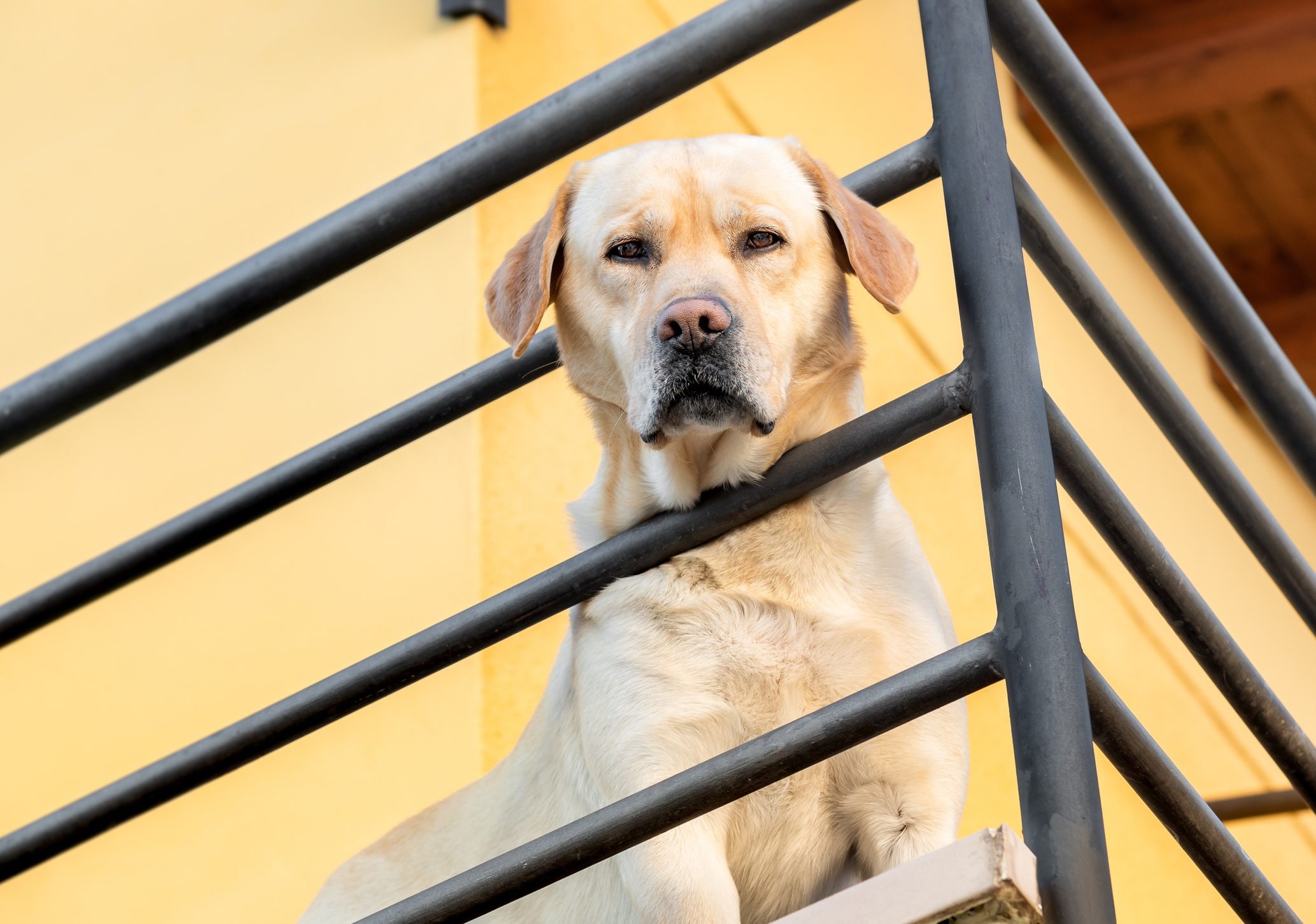 Scopri di più sull'articolo Cagnolina lasciata al sole muore dopo una settimana di agonia: perché gli animali non vanno lasciati sul balcone
