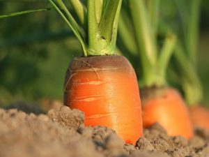 Scopri di più sull'articolo Come coltivare le carote (anche sul balcone di casa)