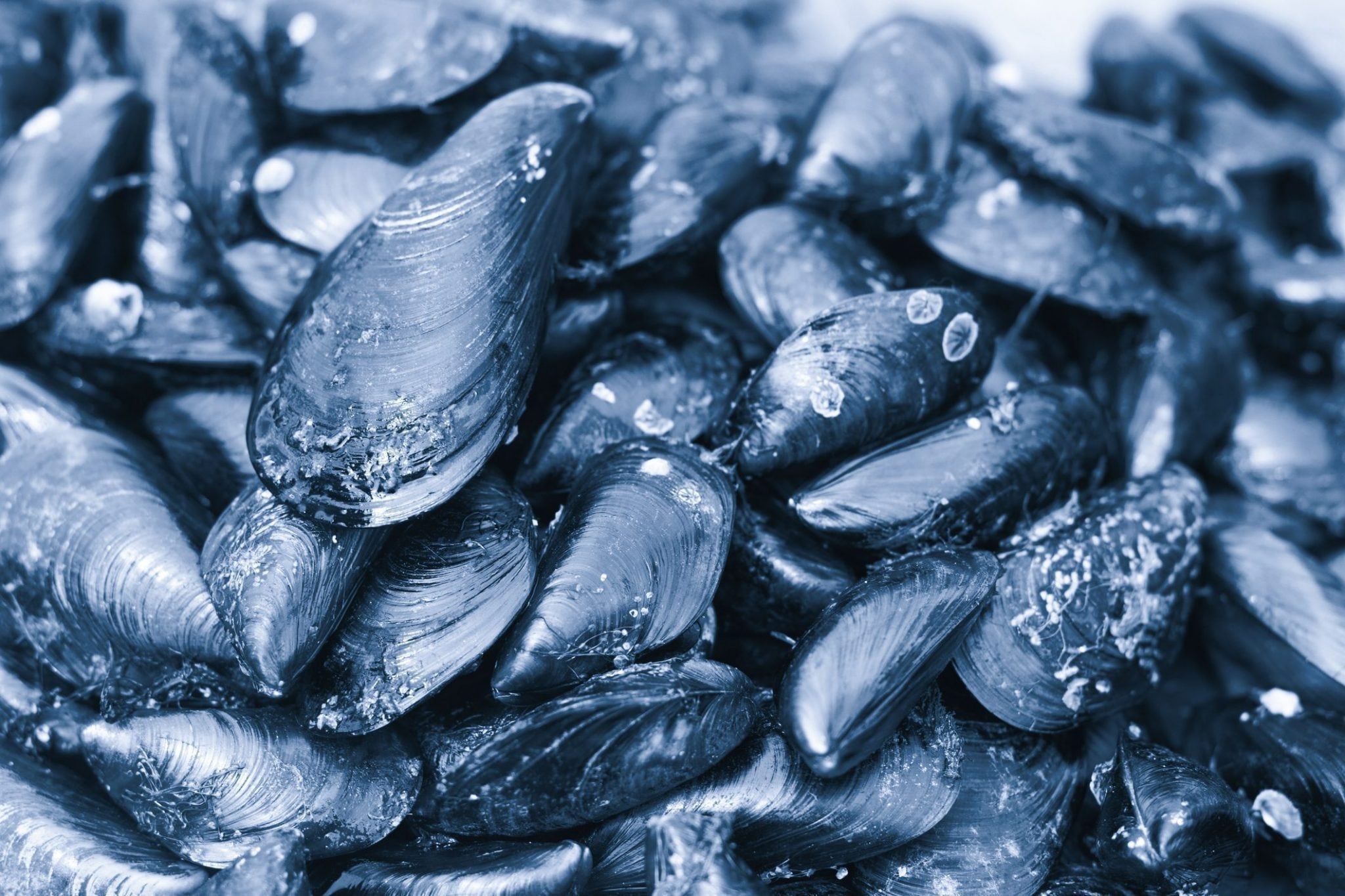 Scopri di più sull'articolo Dagli scarti allo stupore: le cozze potrebbero essere la soluzione alle microplastiche