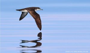 Scopri di più sull'articolo Il Mediterraneo è una delle aree dove gli uccelli marini minacciati di estinzione sono più esposti alla plastica