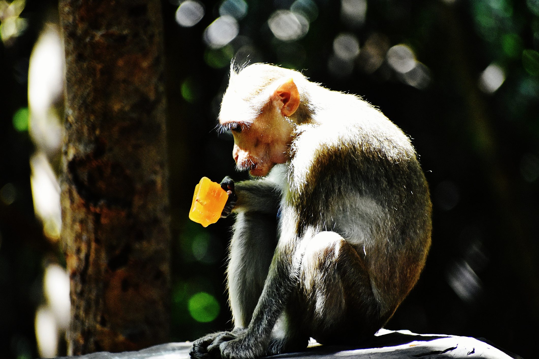 Scopri di più sull'articolo Caldo estremo a Roma: gli animali del Bioparco cercano di rinfrescarsi con ghiaccioli di frutta e carne