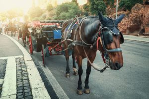 Scopri di più sull'articolo Come ogni estate troppi cavalli soffrono per strada per il troppo caldo: l’Oipa chiede di vietare le carrozze