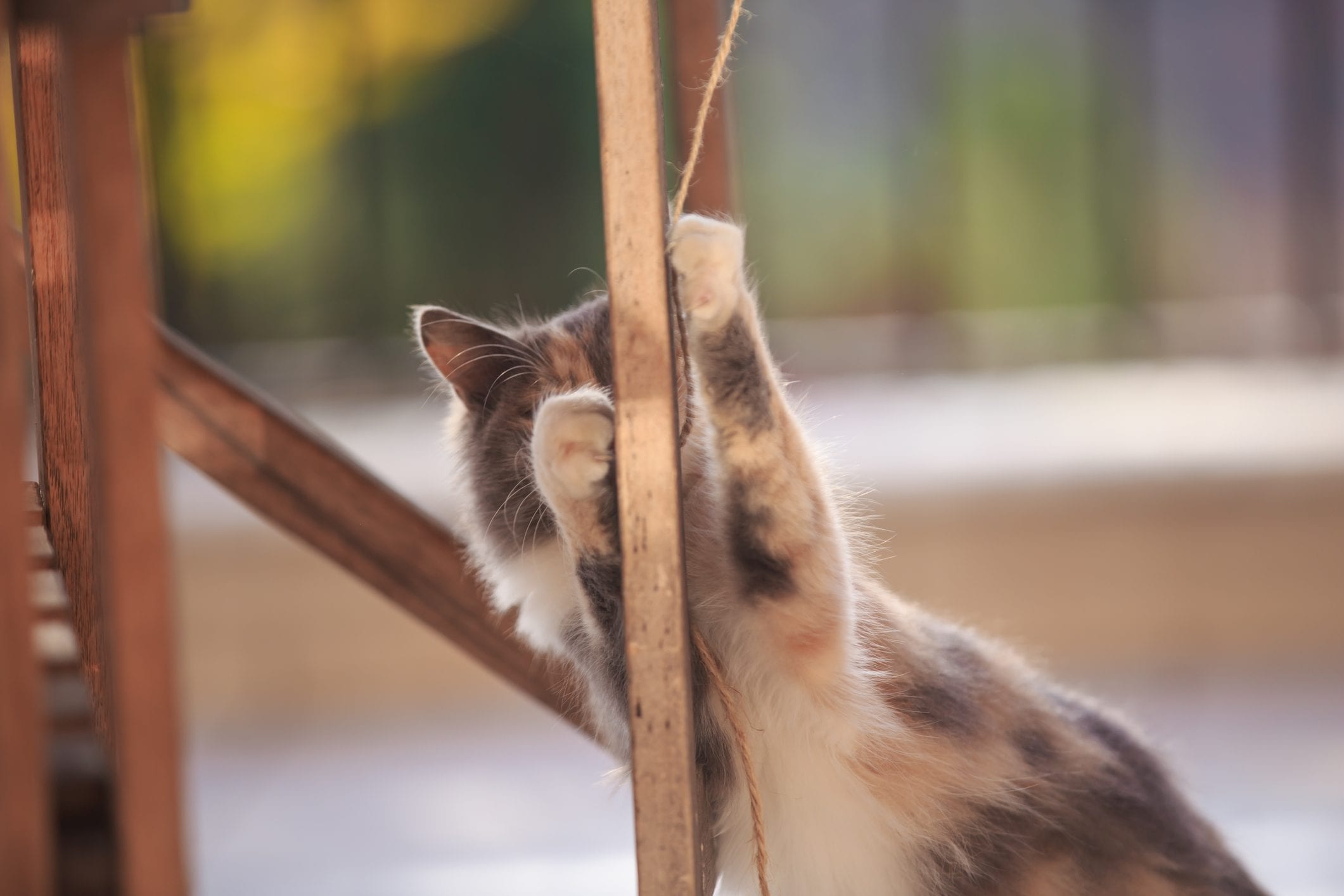 Scopri di più sull'articolo Un tiragraffi fai da te per il tuo gatto: ti servirà solo una vecchia scaletta