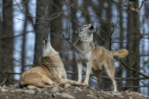 Scopri di più sull'articolo Nuovo ricorso contro Fugatti: Enpa, Leidaa e Oipa impugnano il decreto “ammazza-lupi”