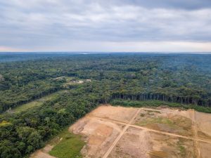 Scopri di più sull'articolo La foresta tropicale sta sparendo: nel 2022 persi altri 4,1 milioni di ettari nel mondo