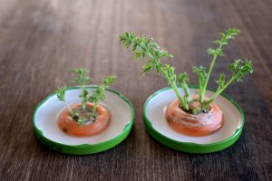 Scopri di più sull'articolo Il regrowing, la tecnica per coltivare in casa carote, porri e radicchi partendo dai loro scarti