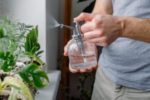 Scopri di più sull'articolo Ecco perché ogni tanto dovresti vaporizzare acqua sulle tue piante: a cosa serve lo spruzzino