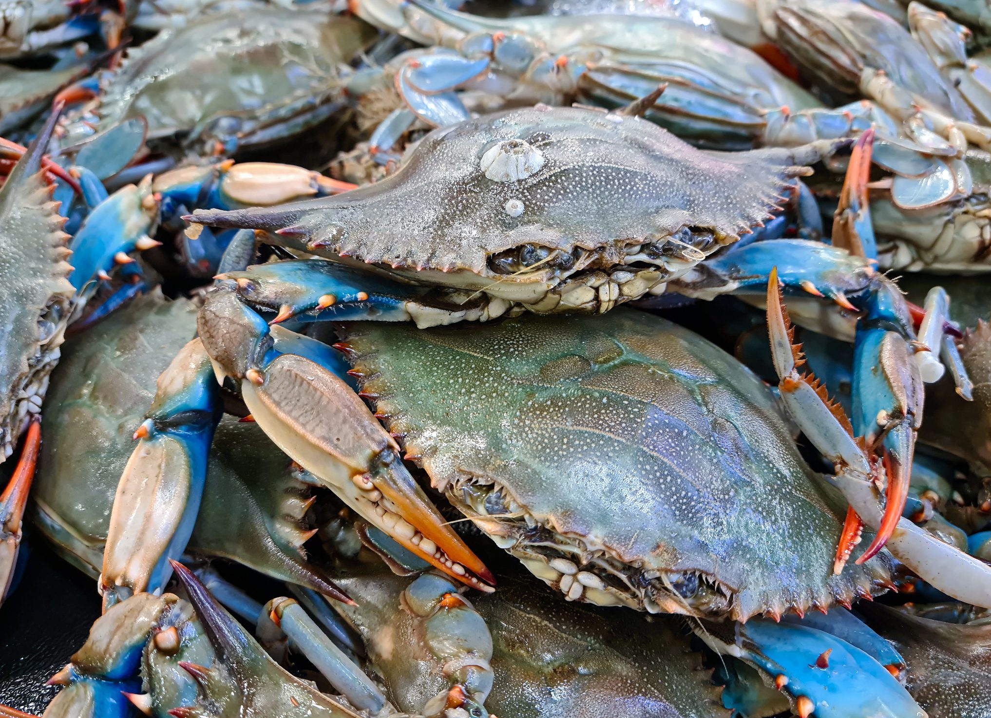Scopri di più sull'articolo Emergenza granchi blu nel Delta del Po: quali possono essere le soluzioni per arginare la specie infestante?