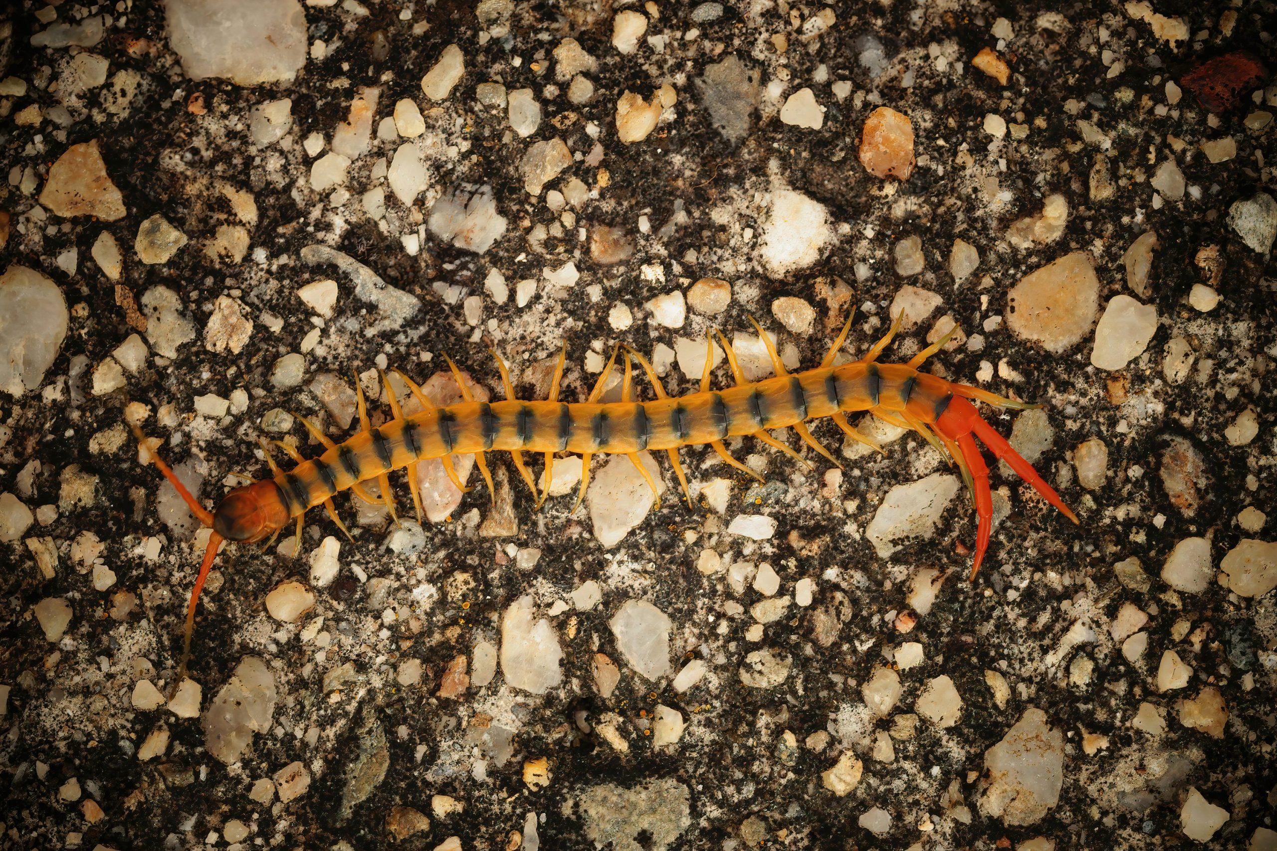 Scopri di più sull'articolo Cosa fare se ti morde la scolopendra, il millepiedi velenoso