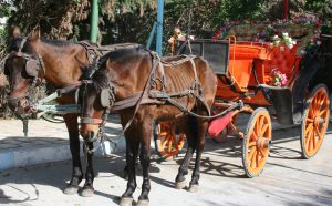 Scopri di più sull'articolo Ancora cavalli stremati dal caldo estremo: Matera vieta la circolazione di calessi e carrozze turistiche