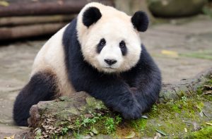 Scopri di più sull'articolo Un panda gigante ha partorito due gemelline in uno zoo di Seul