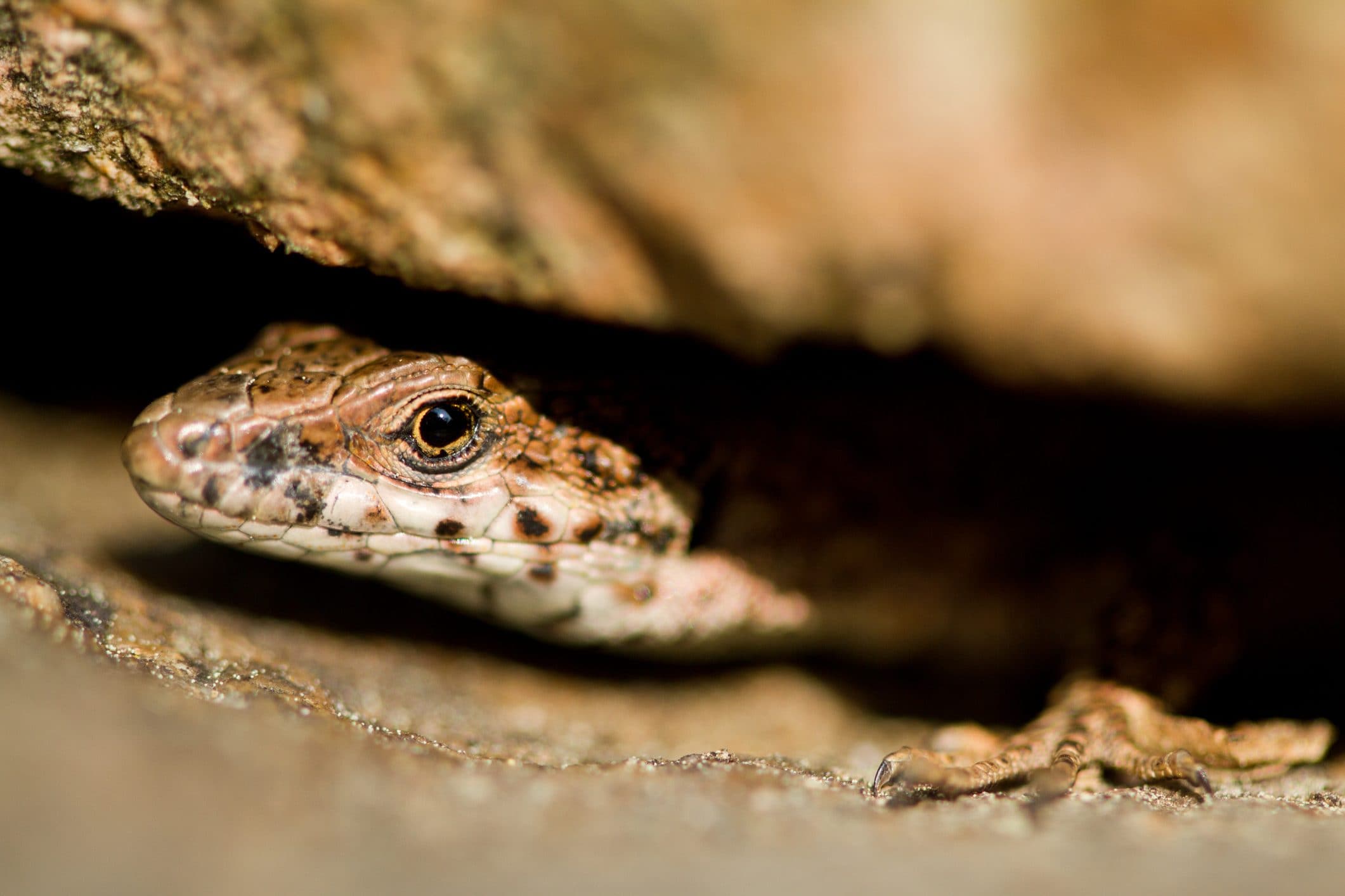 Scopri di più sull'articolo Ricompare in Australia il drago senza orecchie: una rara specie di lucertola che si credeva estinta da oltre 50 anni