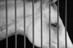 Scopri di più sull'articolo Mancanza di cure, spazi e violenze: un’inchiesta racconta la vita dei cavalli prima del macello
