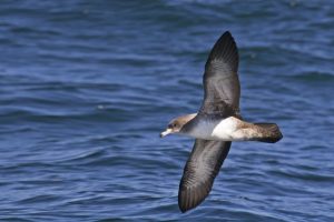Scopri di più sull'articolo Uccelli marini minacciati dalla plastica: il Mediterraneo tra le aree a più alto rischio