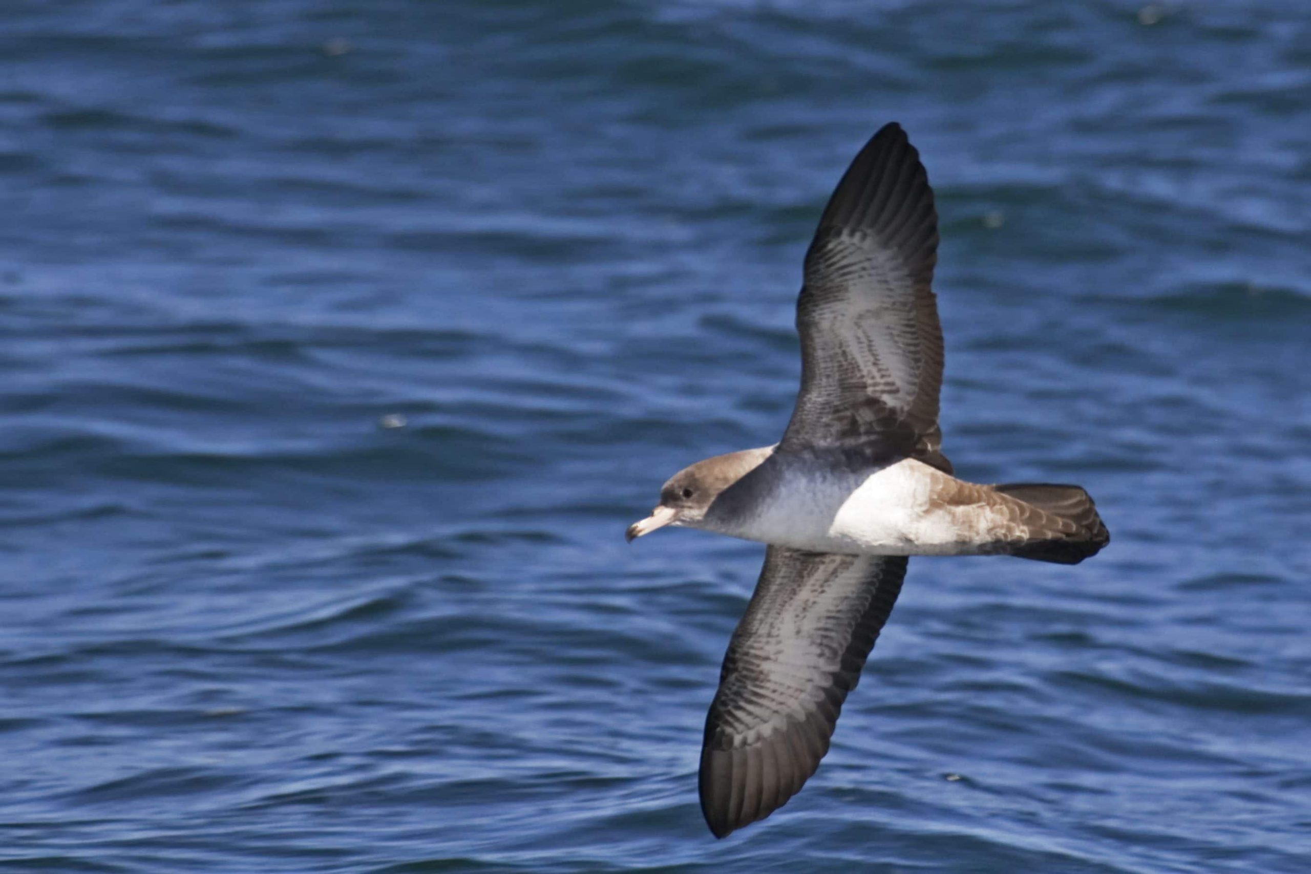 Scopri di più sull'articolo Uccelli marini minacciati dalla plastica: il Mediterraneo tra le aree a più alto rischio