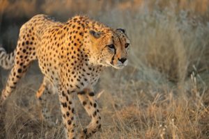 Scopri di più sull'articolo In India sono morti sette ghepardi nell’ambito di un progetto per reintrodurre la specie nel Paese