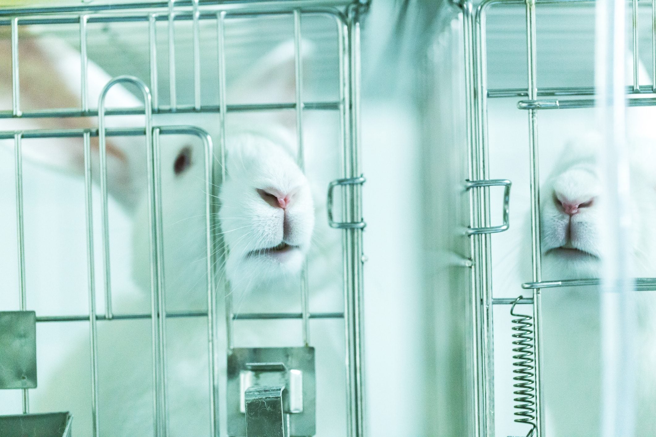 Scopri di più sull'articolo Un terzo degli animali al mondo è sfruttato a scopi commerciali: per loro è l’uomo il predatore più pericoloso