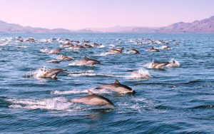 Scopri di più sull'articolo In Giappone i delfini attaccano i bagnanti a pochi metri dalla spiaggia: cosa causa questa inaspettata ostilità?