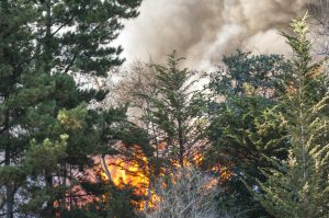 Scopri di più sull'articolo Anche la Puglia brucia, incendio a Vieste e duemila persone evacuate: in campo la Protezione Civile