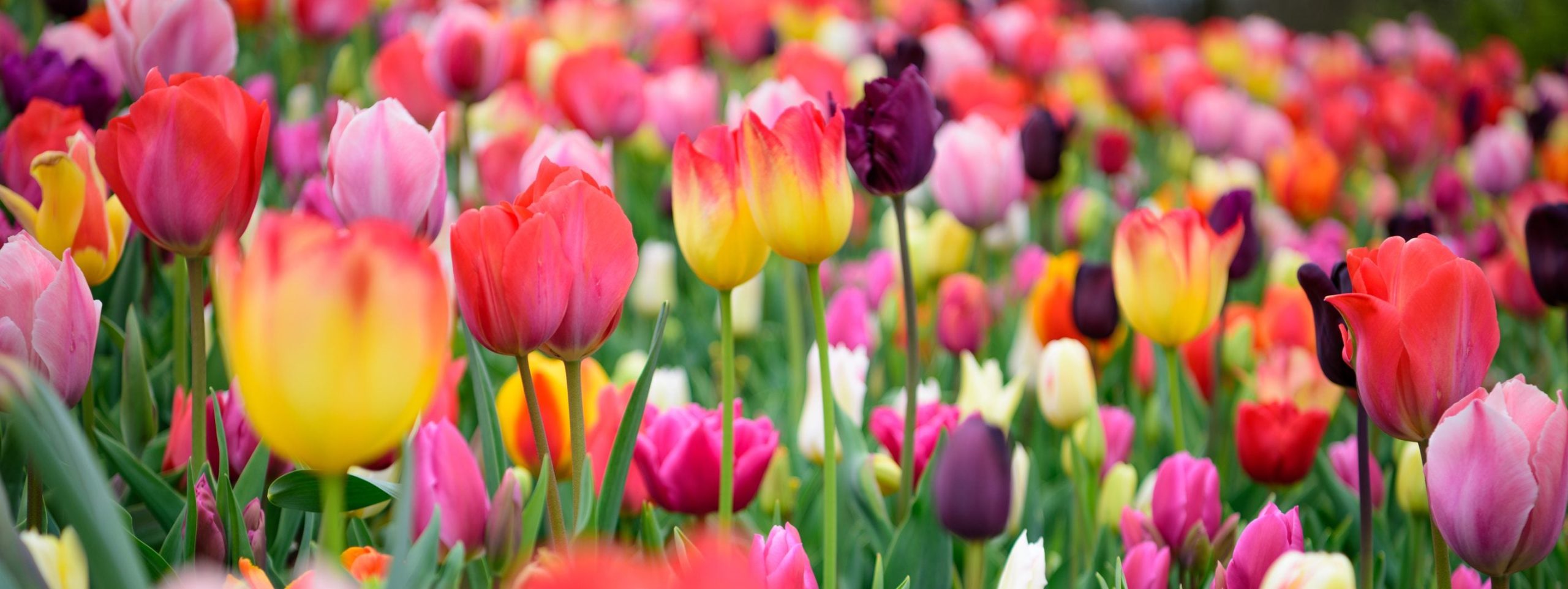 Scopri di più sull'articolo Il significato del tulipano, simbolo di un amore vero, puro e disinteressato