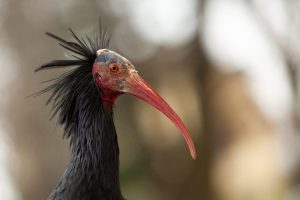 Scopri di più sull'articolo In Svizzera sono nati due pulcini di ibis eremita da una coppia di esemplari selvatici: non succedeva da 400 anni