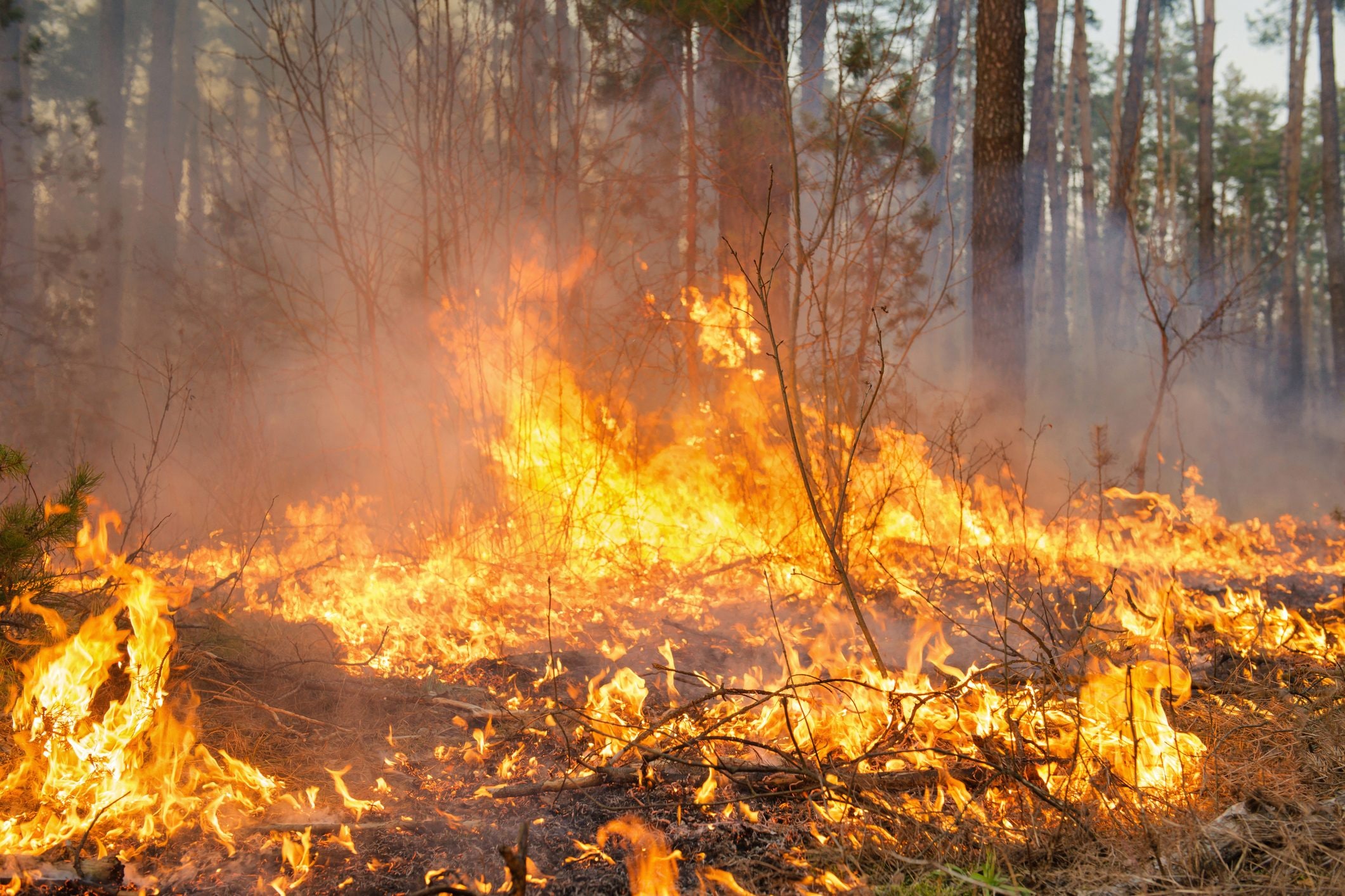 Scopri di più sull'articolo Cosa fare quando vedi un incendio