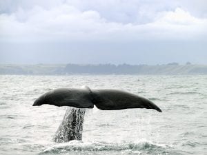 Scopri di più sull'articolo Sì, in Sardegna ci sono le balene: alcune ricercatrici lo hanno confermato