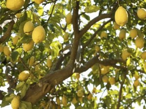 Scopri di più sull'articolo Perché il limone perde le foglie d’estate?