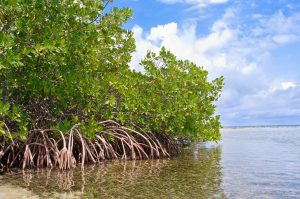 Scopri di più sull'articolo L’importanza delle foreste di mangrovie nella lotta ai cambiamenti climatici