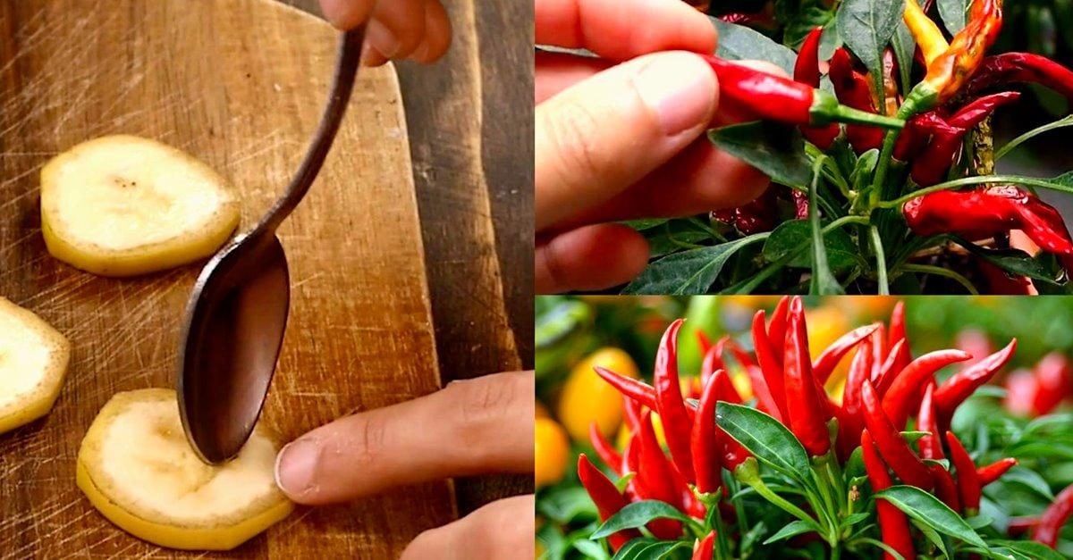 Scopri di più sull'articolo Peperoncino in casa: come coltivarlo, curarlo e farlo crescere nel modo migliore