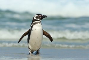 Scopri di più sull'articolo Migliaia di pinguini sono stati trovati morti sulle spiagge dell’Uruguay senza una ragione evidente