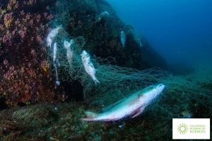 Scopri di più sull'articolo L’inquinamento da plastica nelle barriere coralline aumenta con la profondità