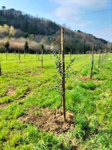 Scopri di più sull'articolo Oltre 43mila piante donate da Scapigliato Alberi al territorio, contro la crisi climatica