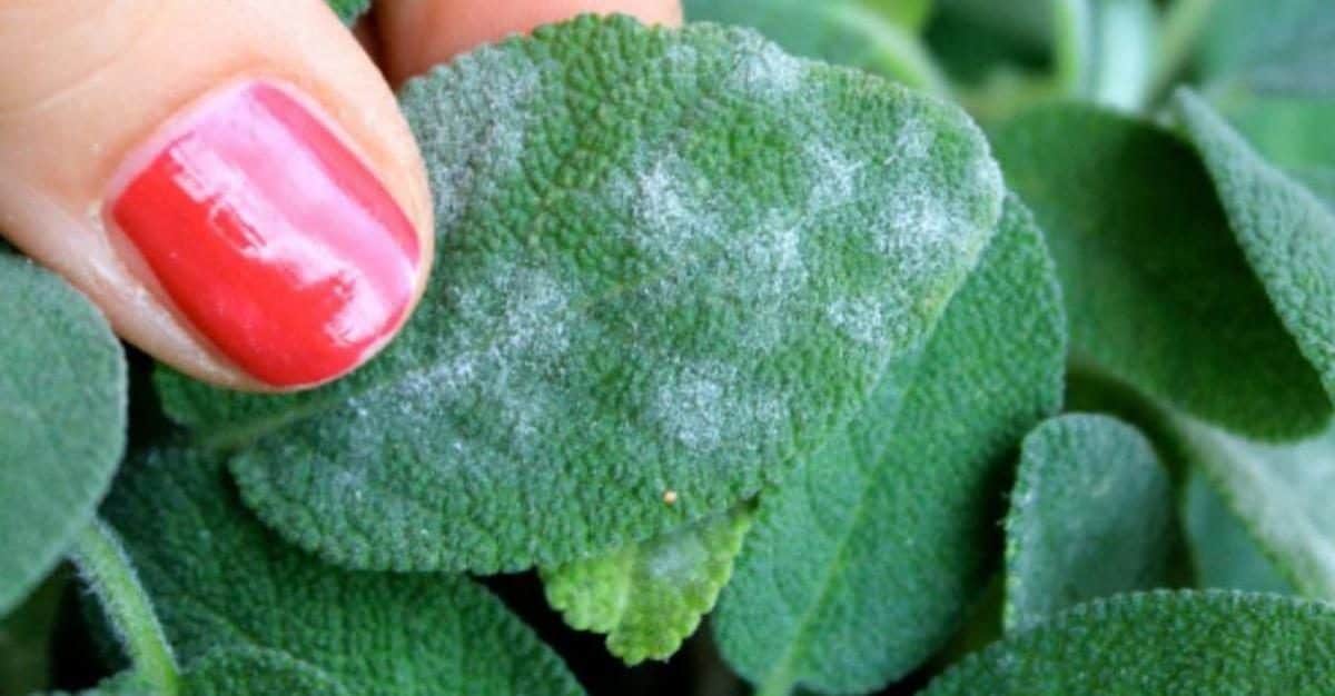 Scopri di più sull'articolo Come coltivare la salvia in vaso e in terra