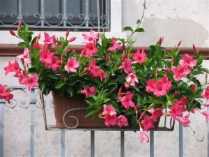 Scopri di più sull'articolo Fiori estivi: quali sono i più adatti da mettere sul balcone o in giardino durante i mesi più caldi