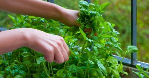 Scopri di più sull'articolo Come si coltiva il basilico? Impara a farlo crescere sul tuo balcone per consumarlo fresco e sfruttarne le proprietà