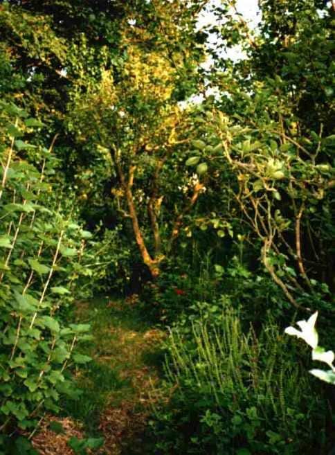 Scopri di più sull'articolo Food forest: cos’è l’orticoltura forestale e come si realizza