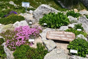 Scopri di più sull'articolo Quando visitare il Giardino Botanico Saussurea, il giardino più alto di Europa