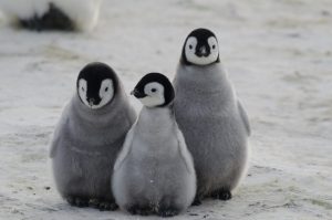 Scopri di più sull'articolo Migliaia di pinguini imperatore morti in Antartide a causa del cambiamento climatico